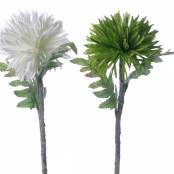 Chrysanthemen-Einstieler