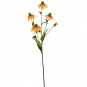 Echinacea-Einstieler