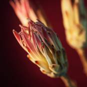 Protea compacta pink