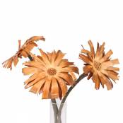Protea repens S/Cut creme 10-12cm