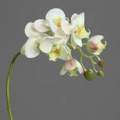 Phalaenopsis Einstieler 6 Blüten
