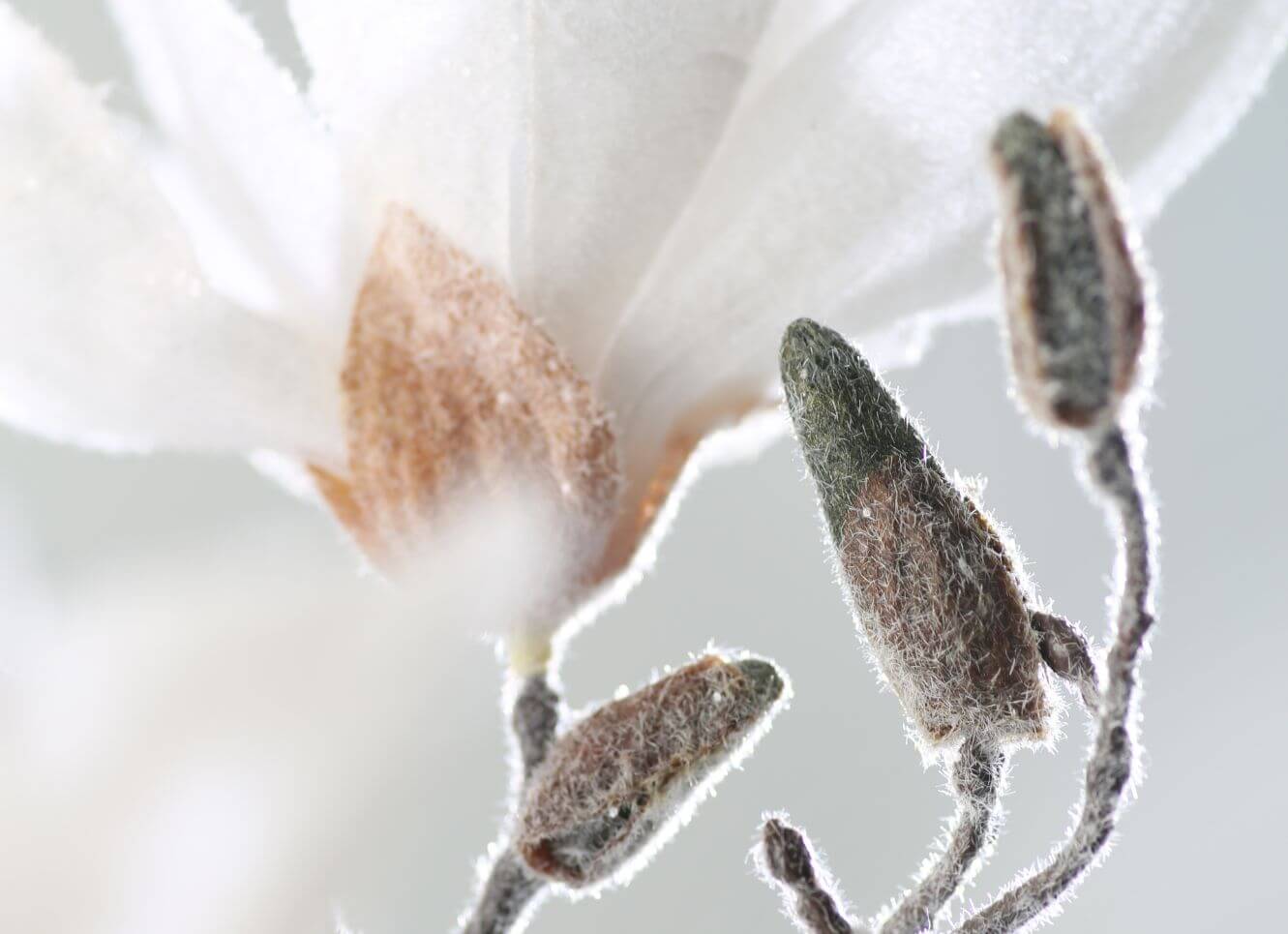 Winterliche Seidenblumen mit Beflockung und frostigen Details