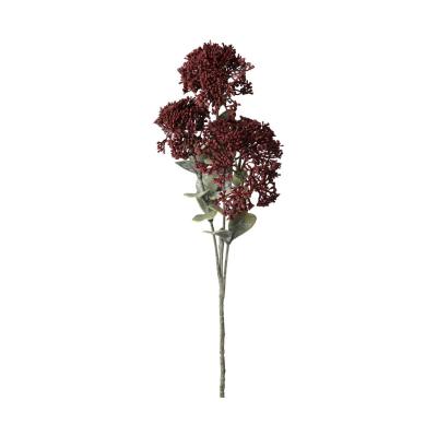 Sedum-Einstieler 3 Blüten burgundy