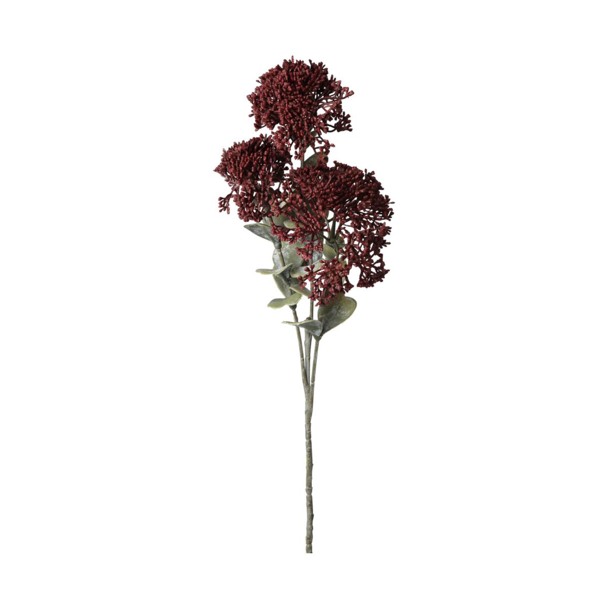 Sedum-Einstieler 3 Blüten burgundy