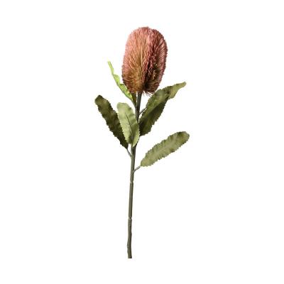 Banksia-Einstieler pink