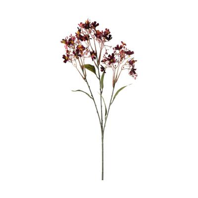 Daphne-Einstieler burgundy