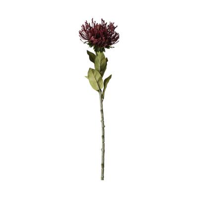 Protea-Einstieler burgundy