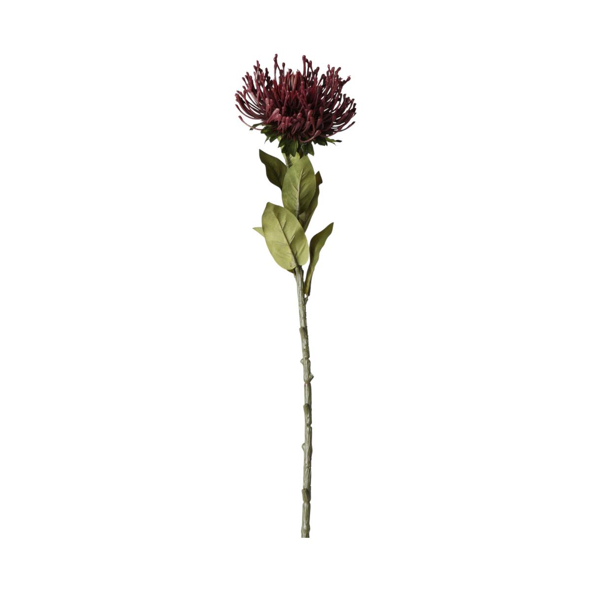 Protea-Einstieler burgundy