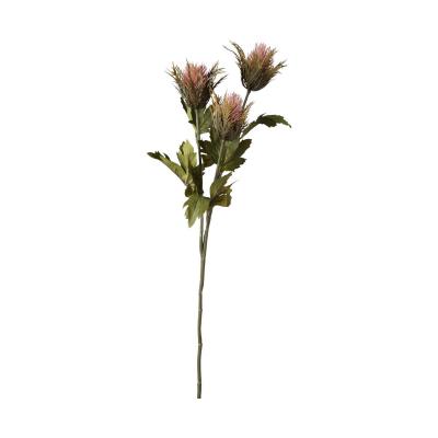 Dipsacus-Einstieler pink