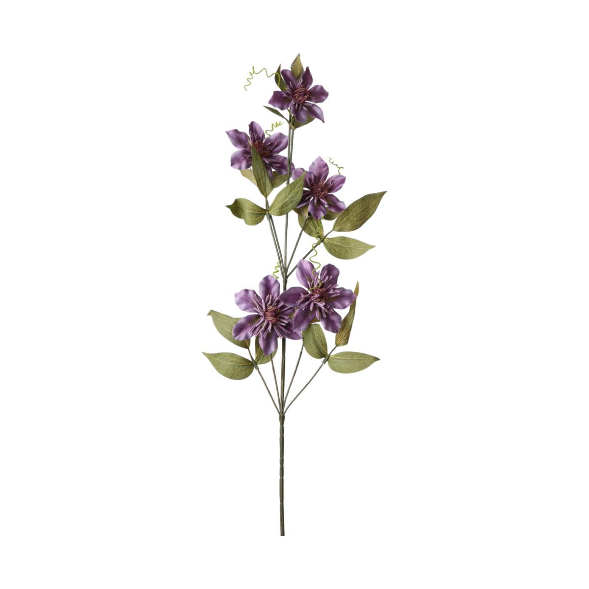 Clemanits-Einstieler purple