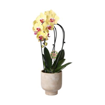 Topf mit Sockel hellbraun