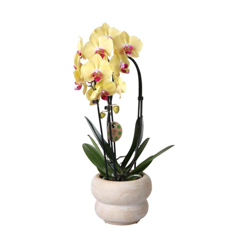 Topf mit Ringen hellbraun