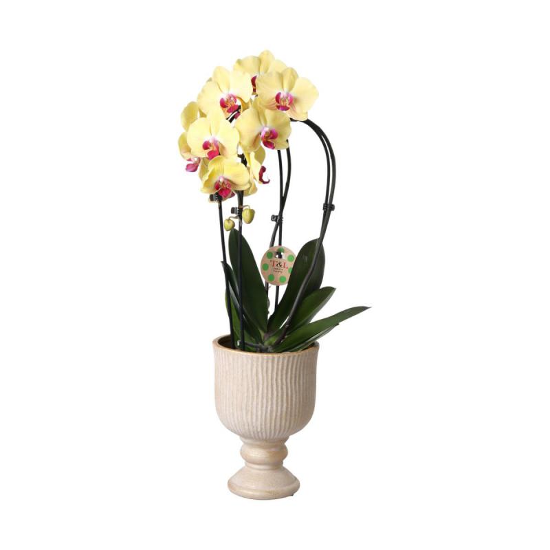 Pokal für Orchideen hellbraun