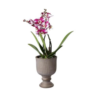 Pokal f&uuml;r Orchideen teracotta