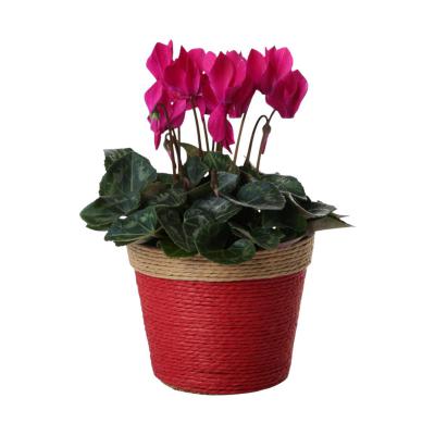 Papierkordel-Topf für 11er Farbmix