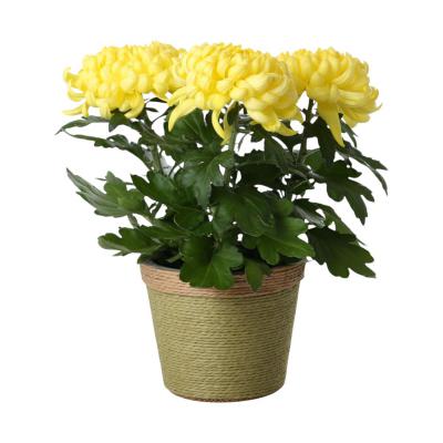 Papierkordel-Topf für 12er Farbmix