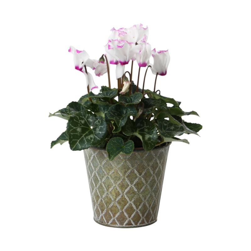 Blechtopf für 10,5er grün mit Rautenmuster