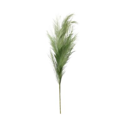 Pampasgras grün
