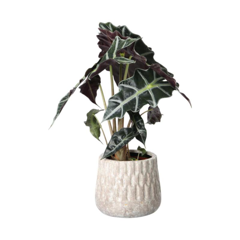 Topf glasiert für 12er weiß