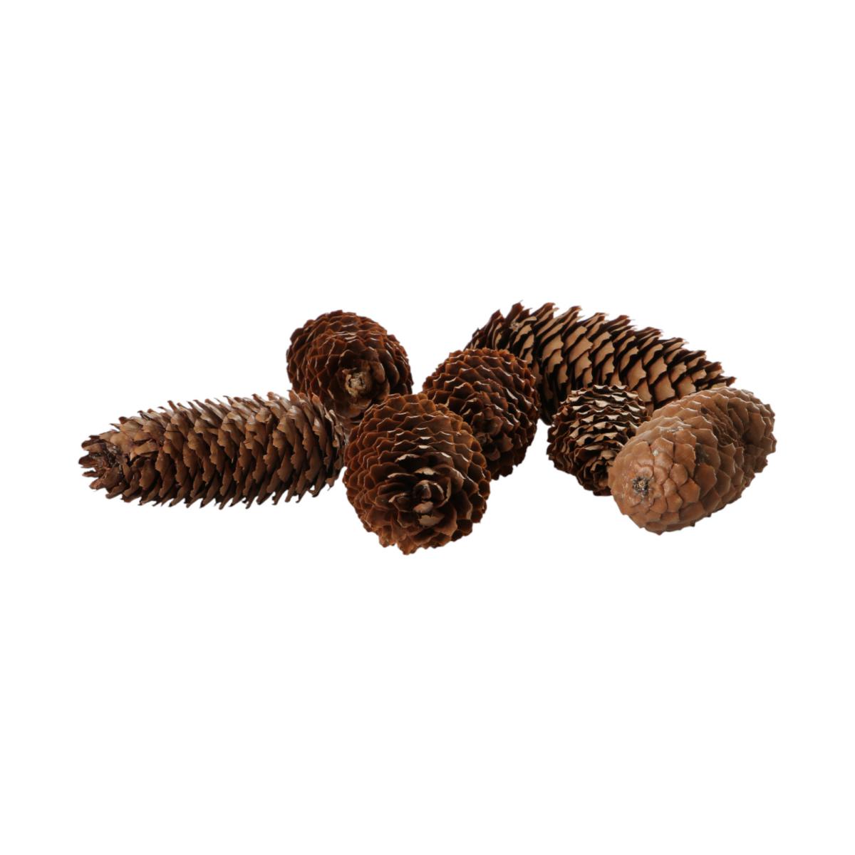 Fichtenzapfen extra
