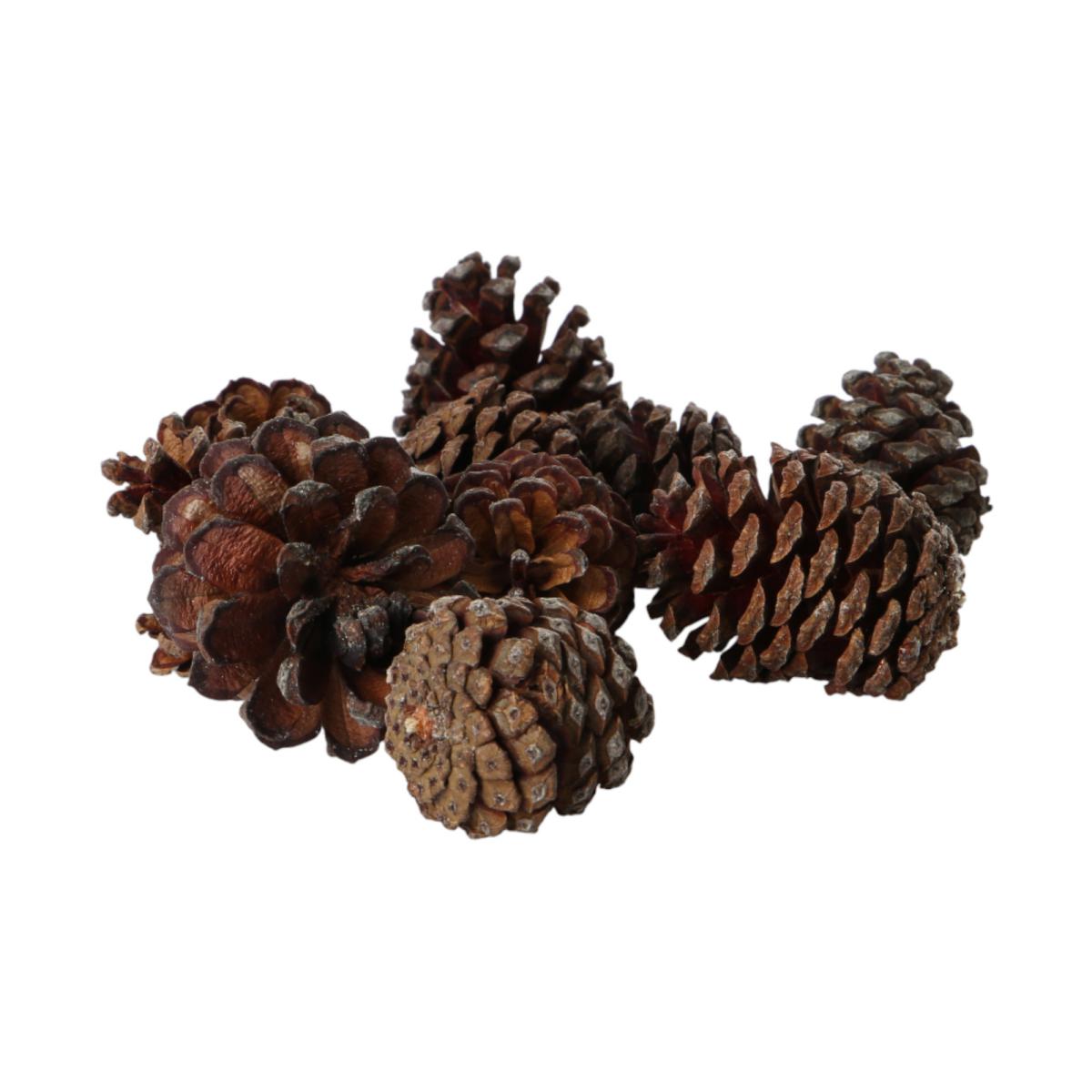 Bergkieferzapfen Pinus mugo 2,5kg