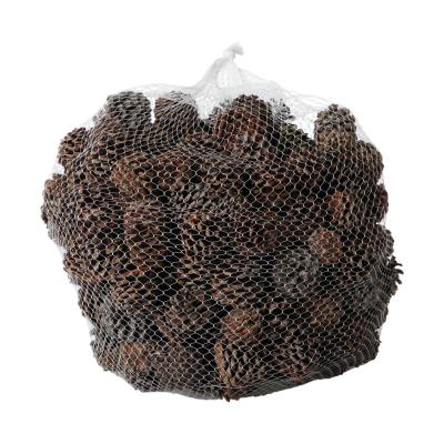 Berkieferzapfen Pinus mugo 1kg