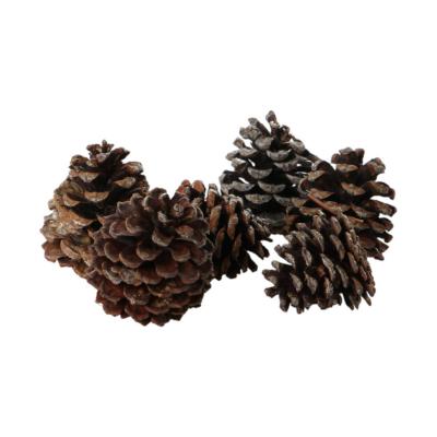 Berkieferzapfen Pinus mugo 1kg