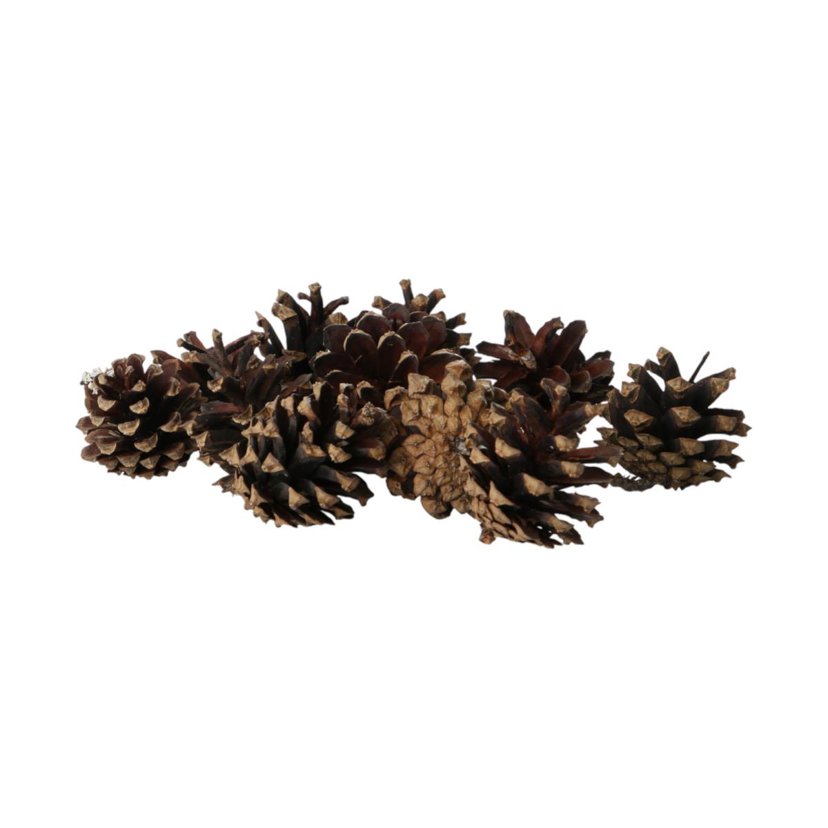 Schwarzkieferzapfen Pinus nigra 5kg