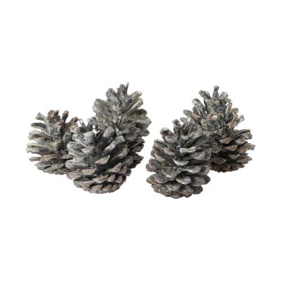 Schwarzkiefer Pinus nigra white washed 10kg