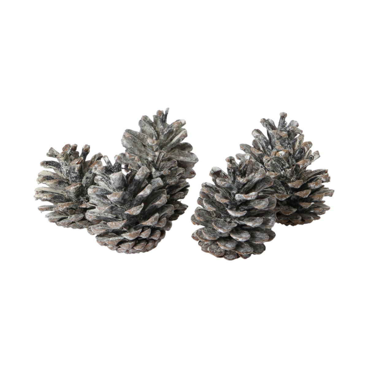 Schwarzkiefer Pinus nigra white washed 10kg