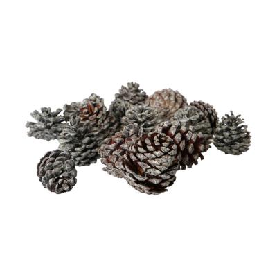 Bergkieferzapfen Pinus mugo white washed 5kg