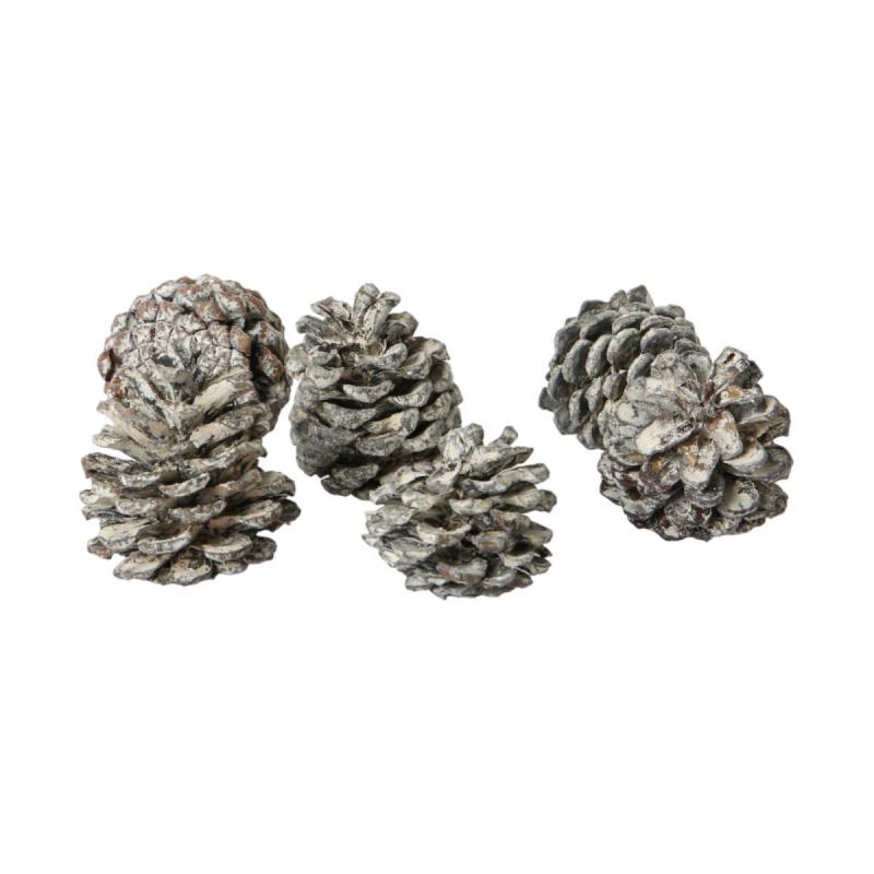 Bergkieferzapfen Pinus mugo white washed 1kg