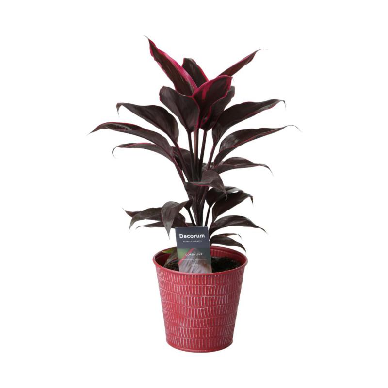 Metall-Topf für 12/13er rot