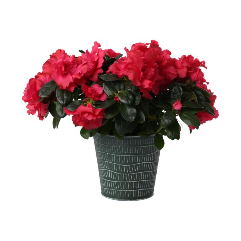 Metall-Topf für 12/13er grün