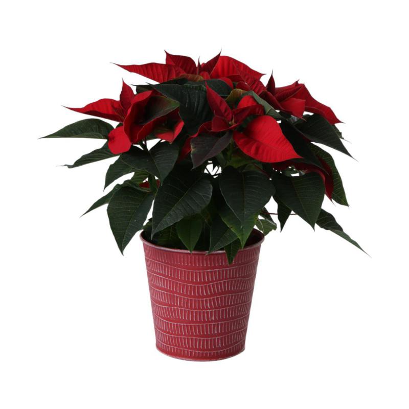 Metall-Topf für 14er rot