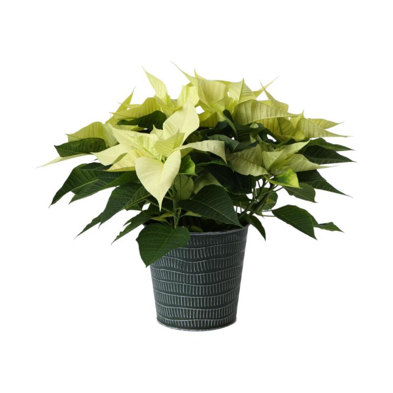 Metall-Topf für 14er grün