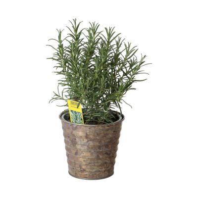 Metall-Topf für 12/13er antik