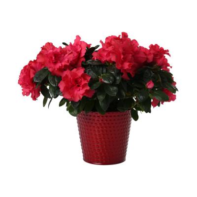 Metall-Topf für 12/13er rot