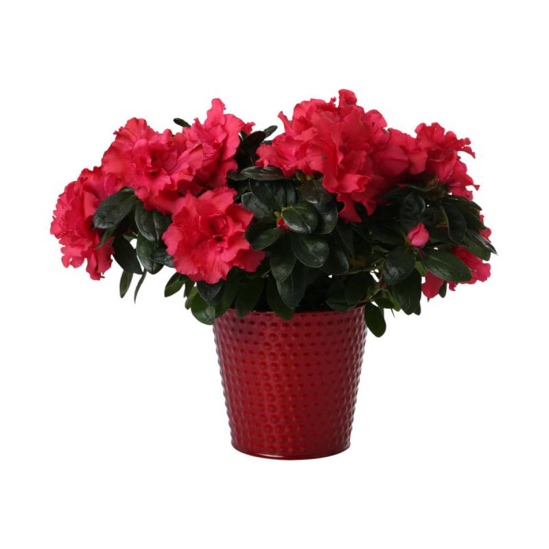 Metall-Topf für 12/13er rot