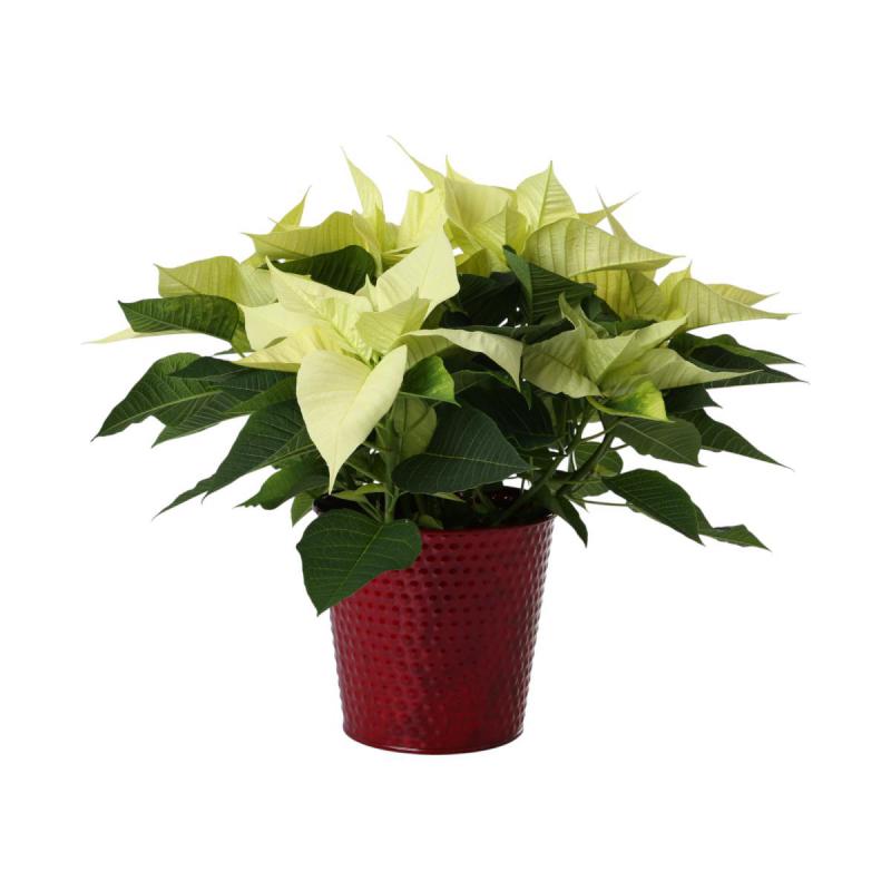 Metall-Topf für 14er rot