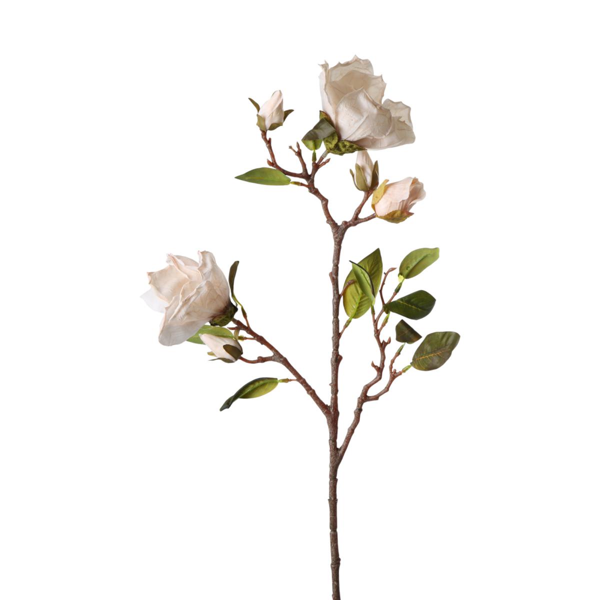 Magnolien-Einstieler creme