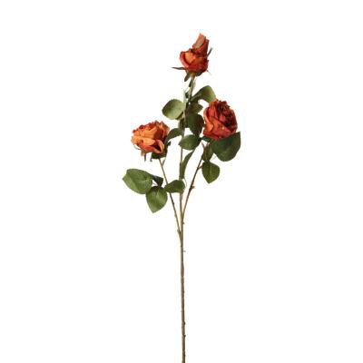 Rosen-Einstieler orange