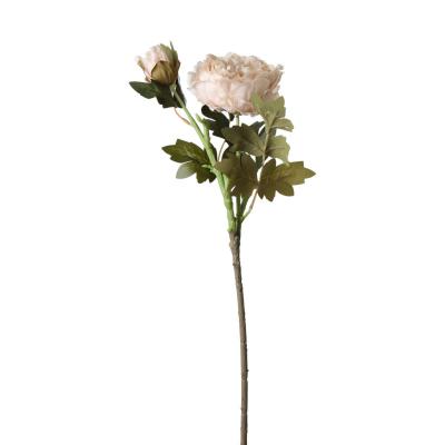 Pfingstrosen-Einstieler creme