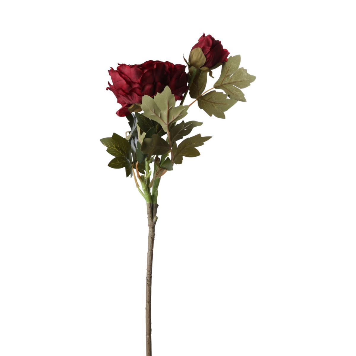 Pfingstrosen-Einstieler bordeaux