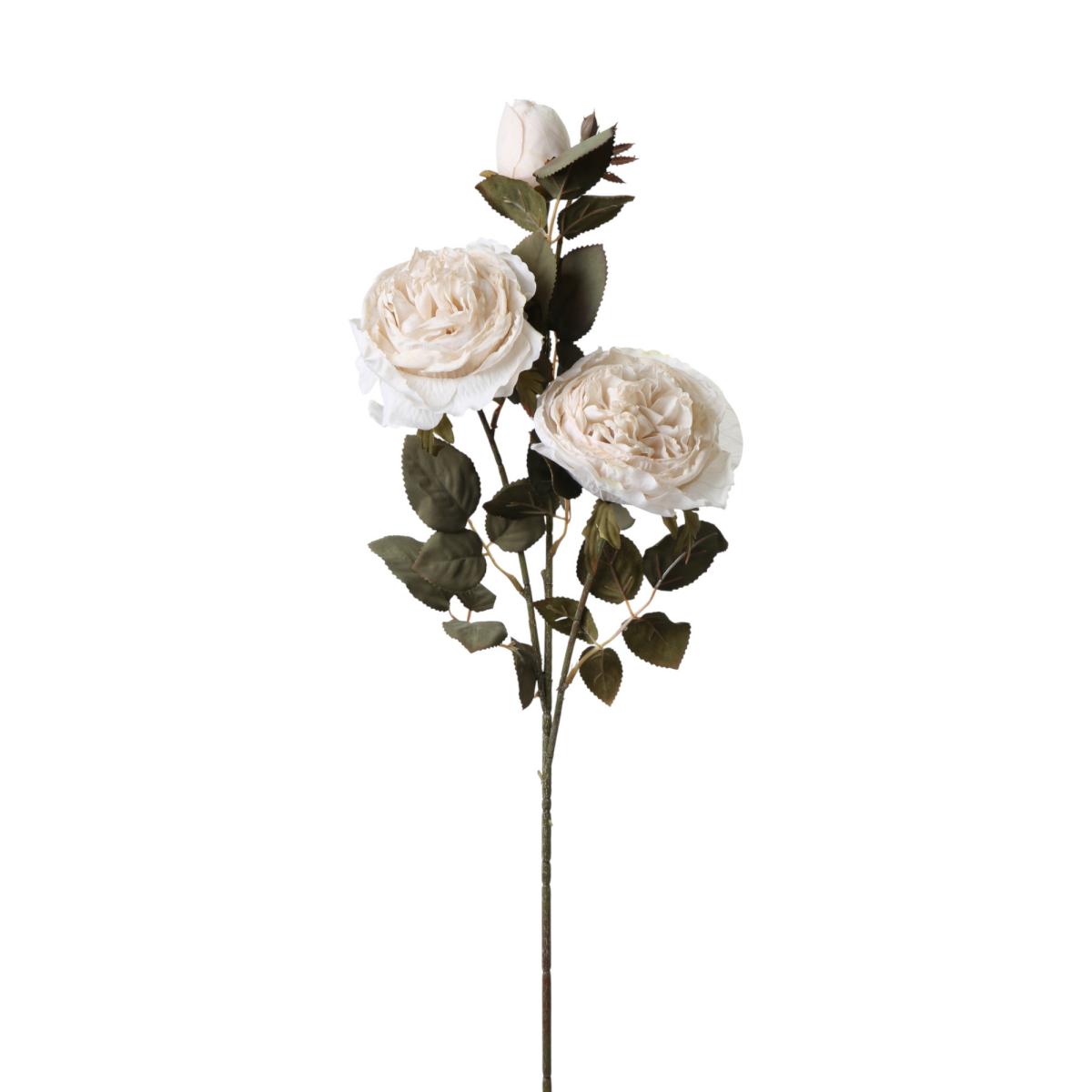 Rosen-Einstieler creme