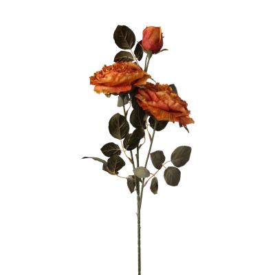 Rosen-Einstieler orange