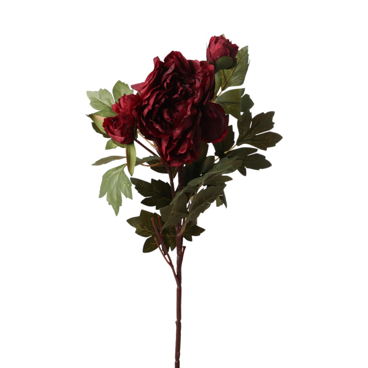 Pfingstrosen bordeaux