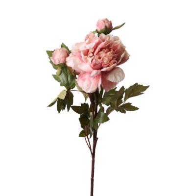 Pfingstrosen altrosa