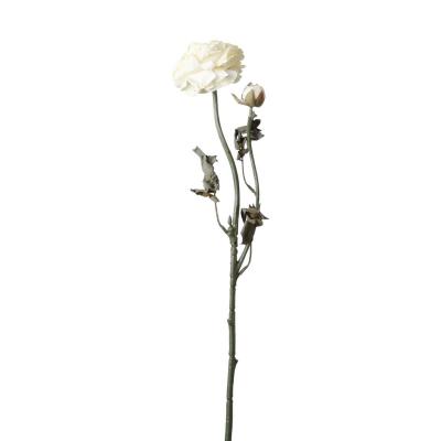 Ranunkel-Einstieler weiß