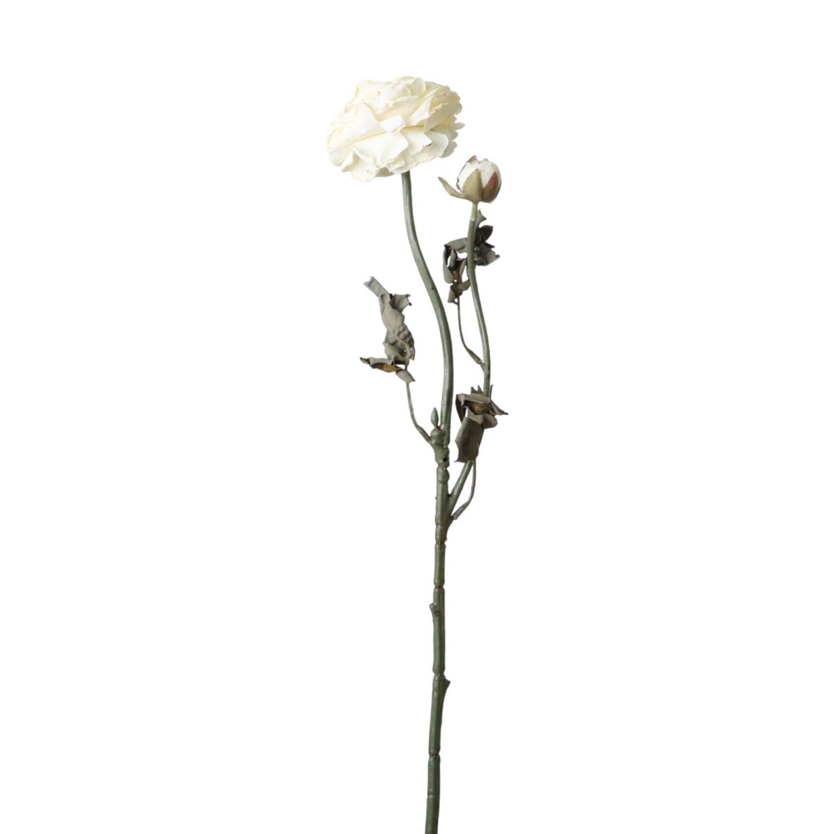 Ranunkel-Einstieler weiß